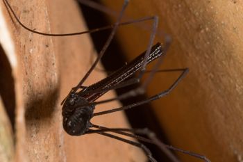 Media type: image; Invertebrate Zoology 132615